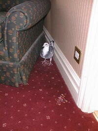 Pigeon in hotel room 2